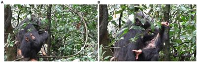 Bodies at play: the role of intercorporeality and bodily affordances in coordinating social play in chimpanzees in the wild